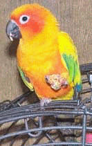 Max the Conure