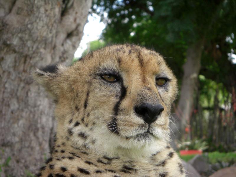 Angelina's Favorite Cheetah: Goeters