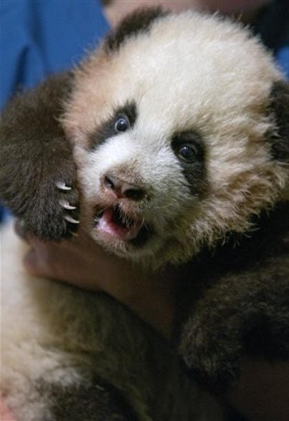 Atlanta Zoo Panda Cub: Po