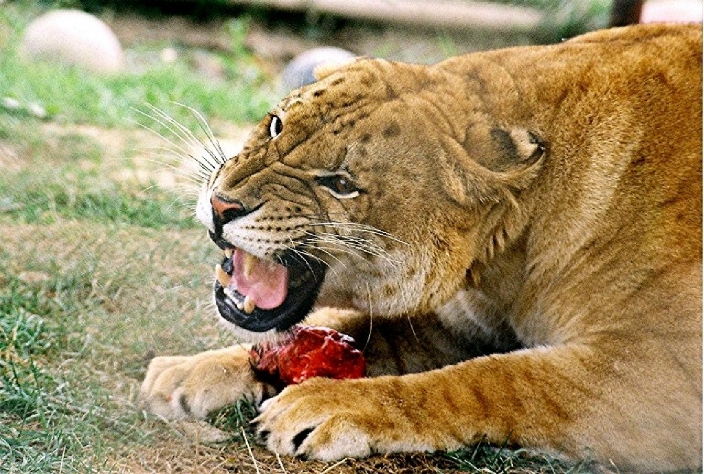 Лев ест живем. Злая львица.